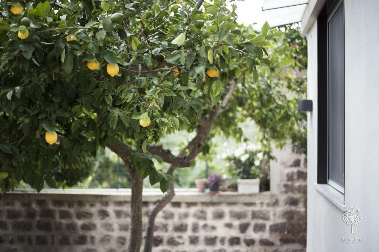 Domus Citri Bed & Breakfast Caserta Ngoại thất bức ảnh